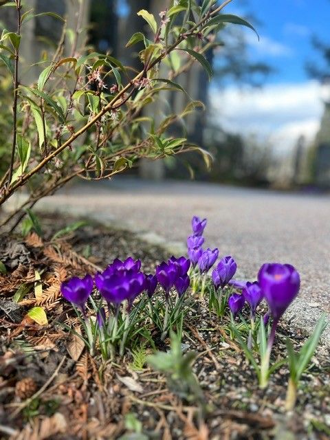 Crocus