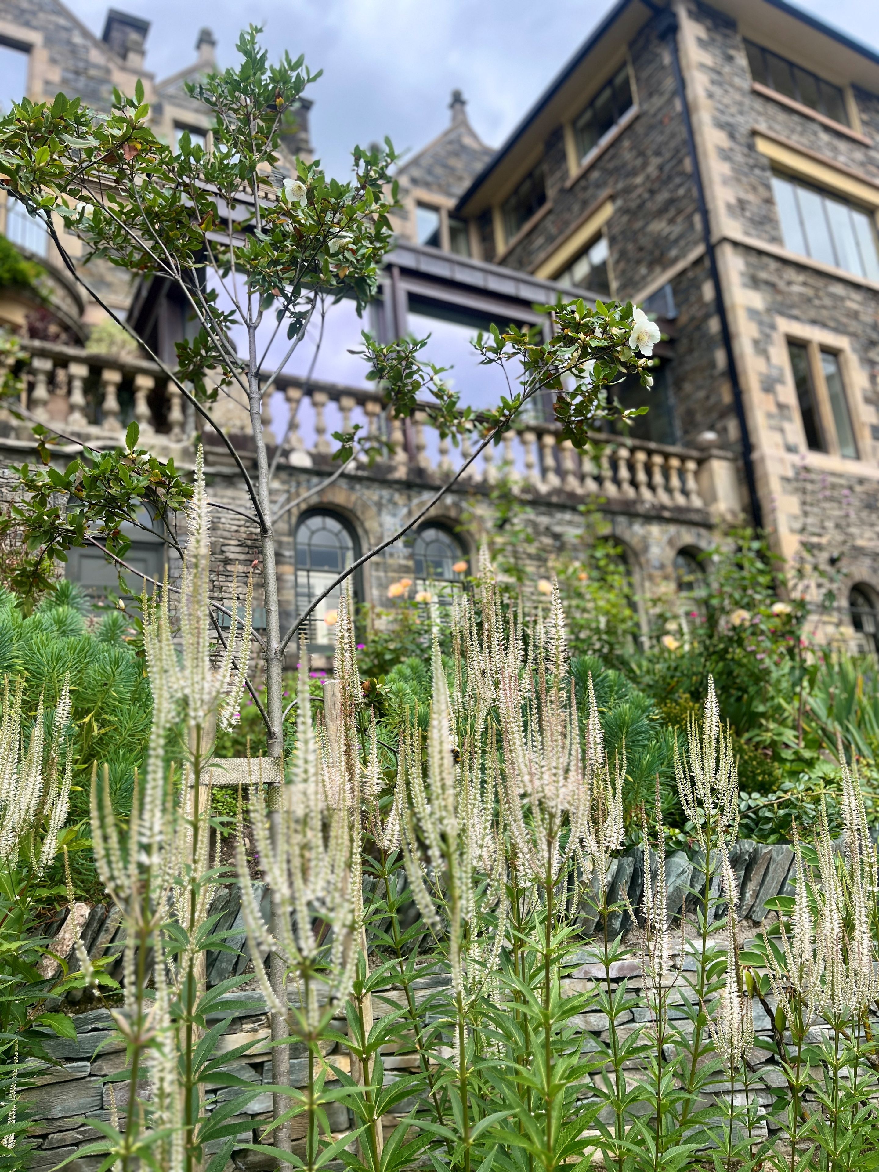 Veronicastrum ‘Alba’