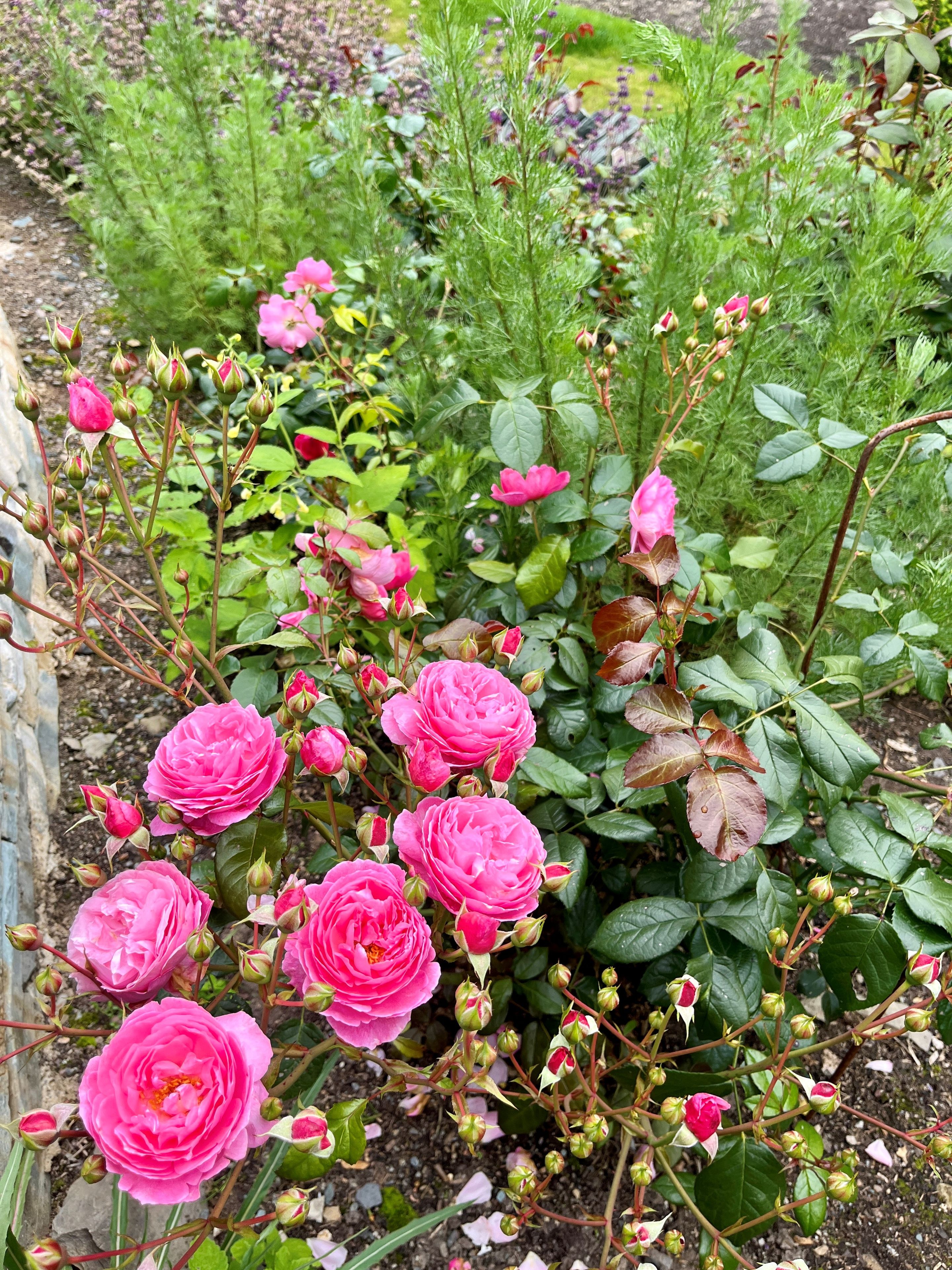Penelope Lively roses