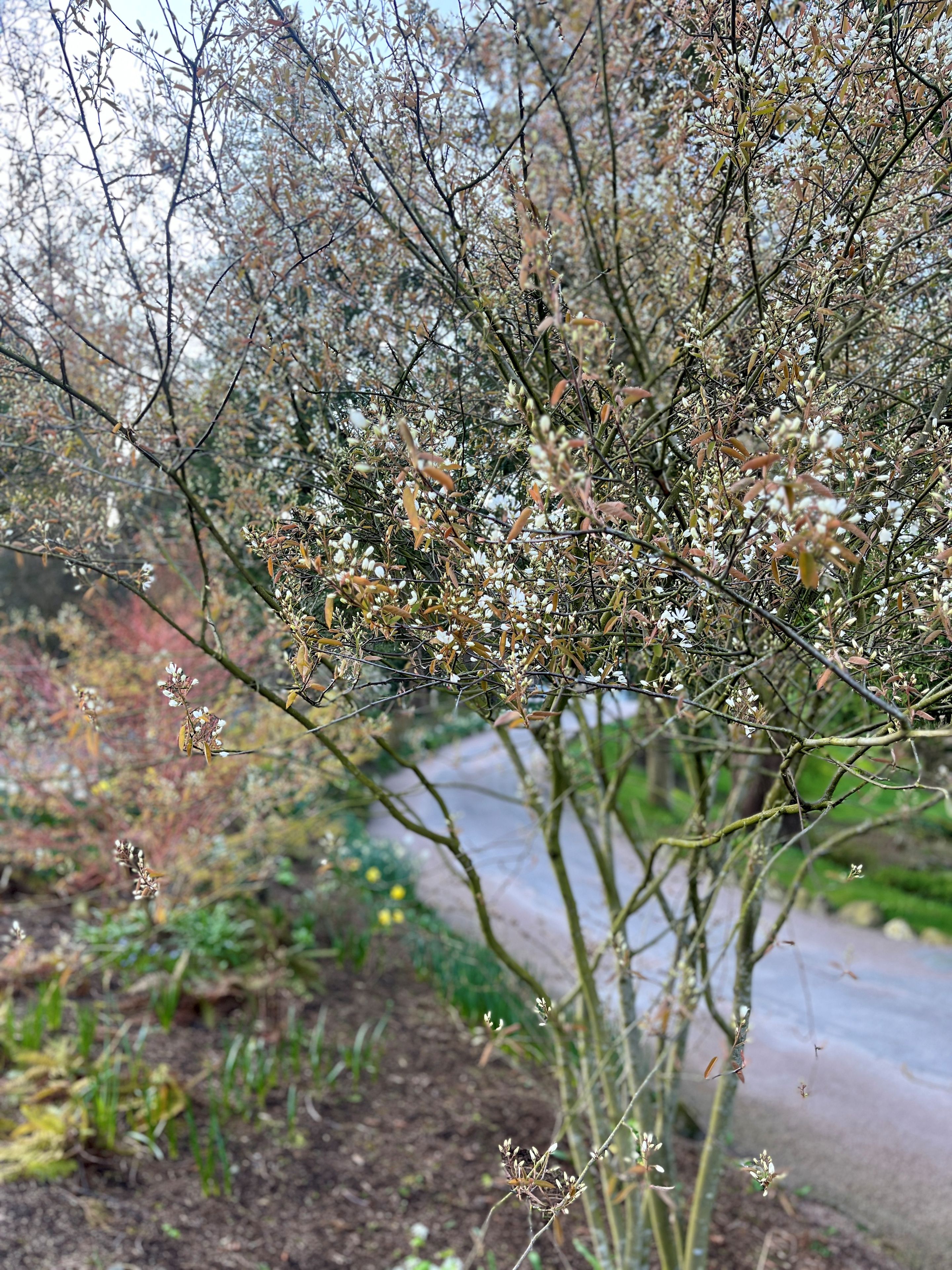 Amelanchier ‘Lamarkii’ tree