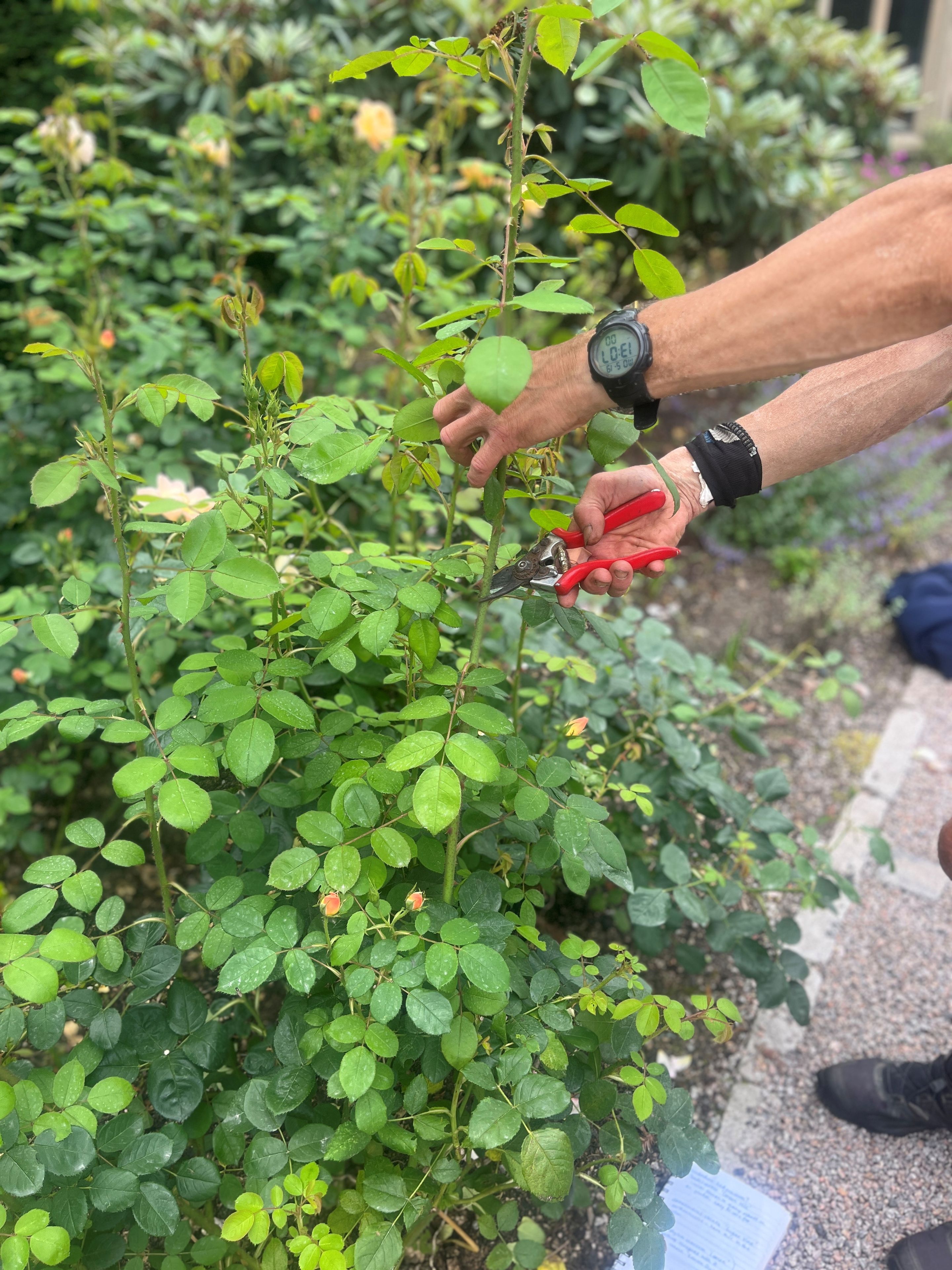 Roses being pruned