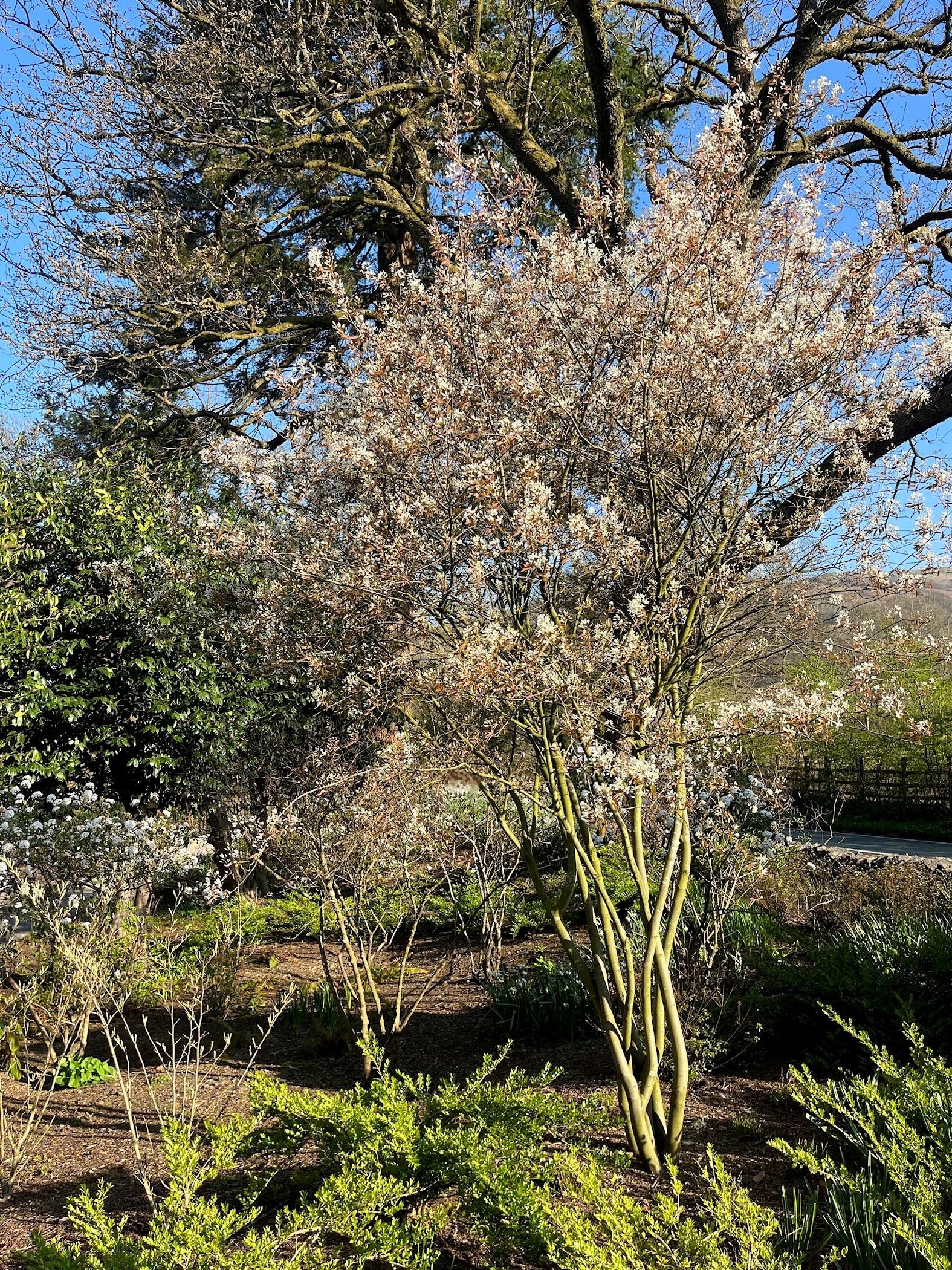 Amelanchier ‘Lamarkii’ tree