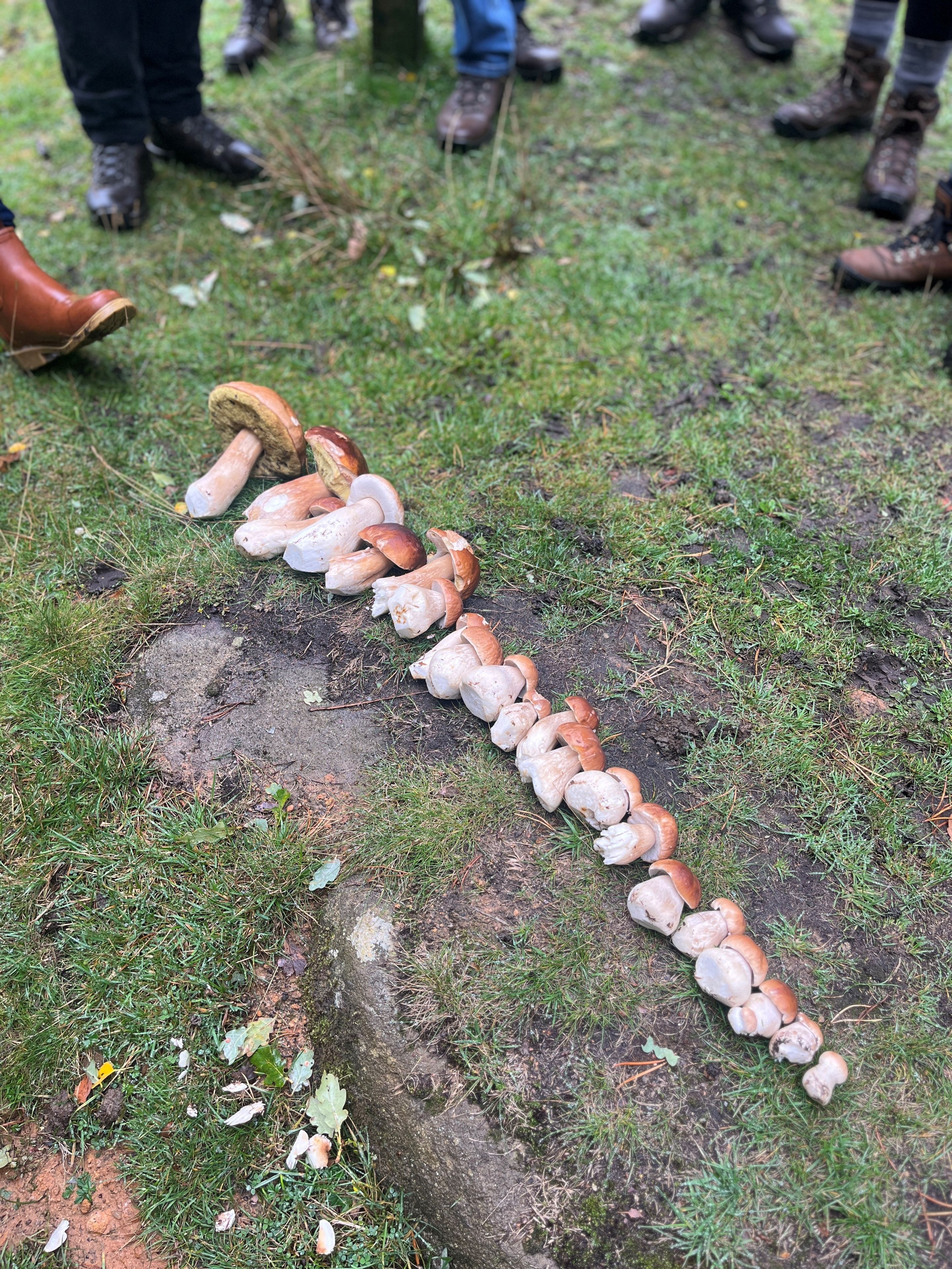 Row of mushrooms
