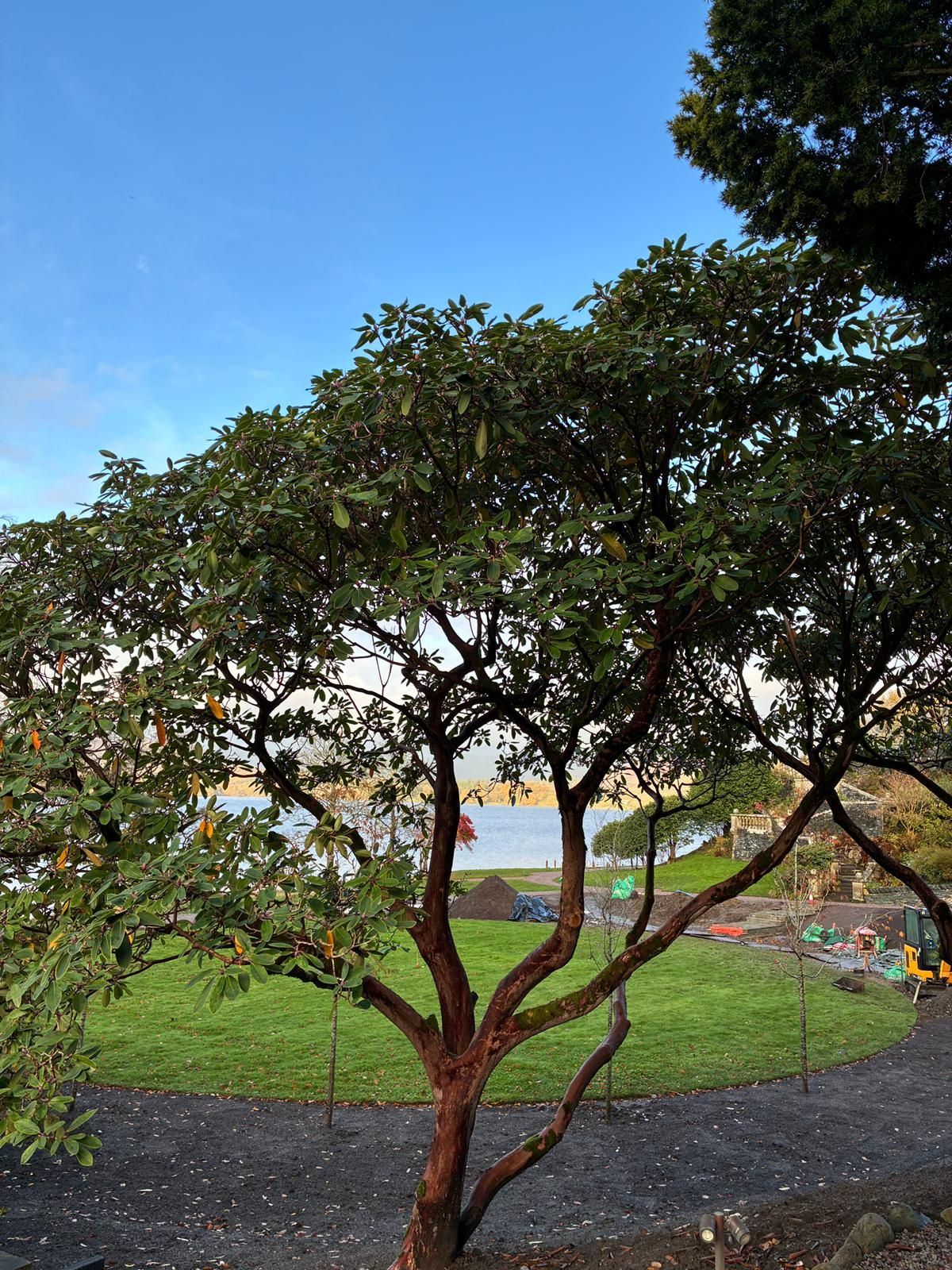 View of main lawn from behind a tree