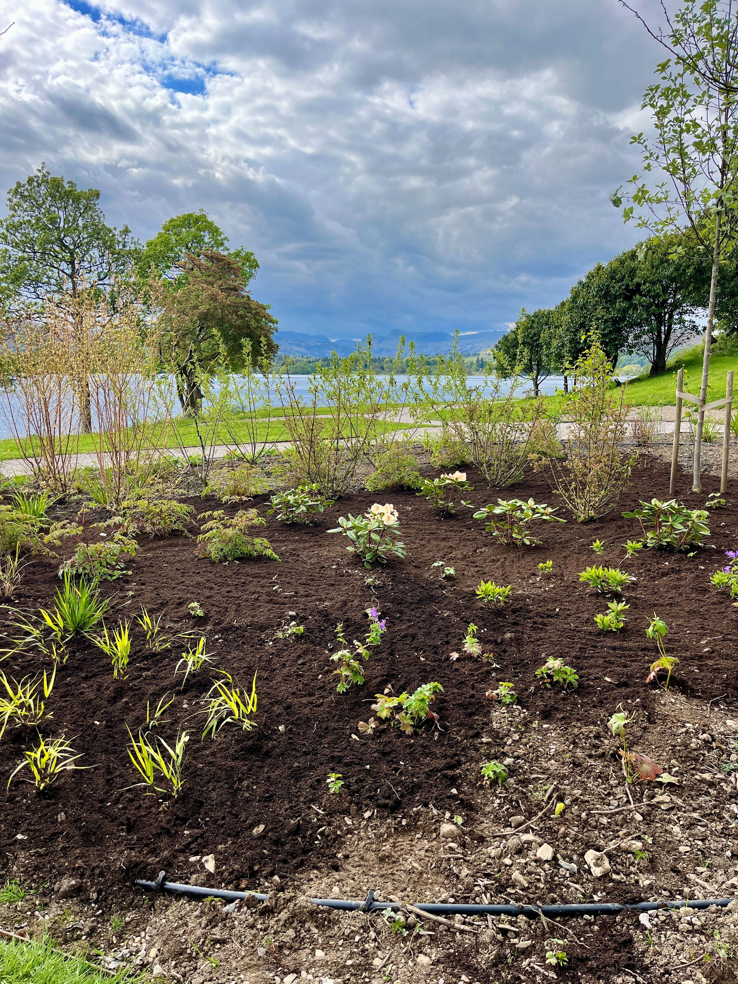 Plants in boarder