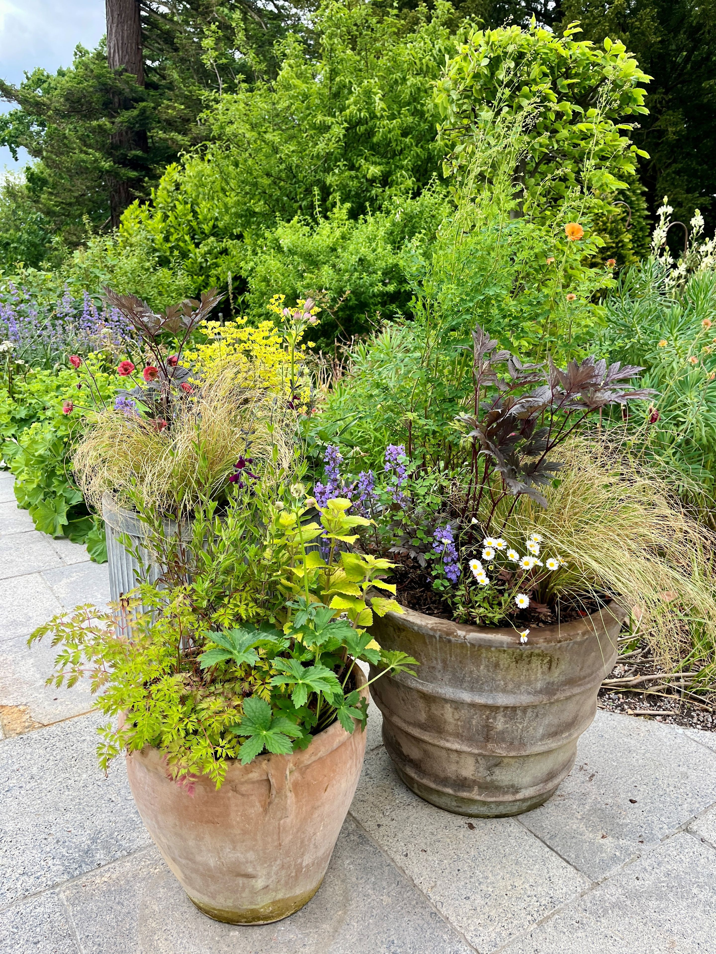 Potted plants