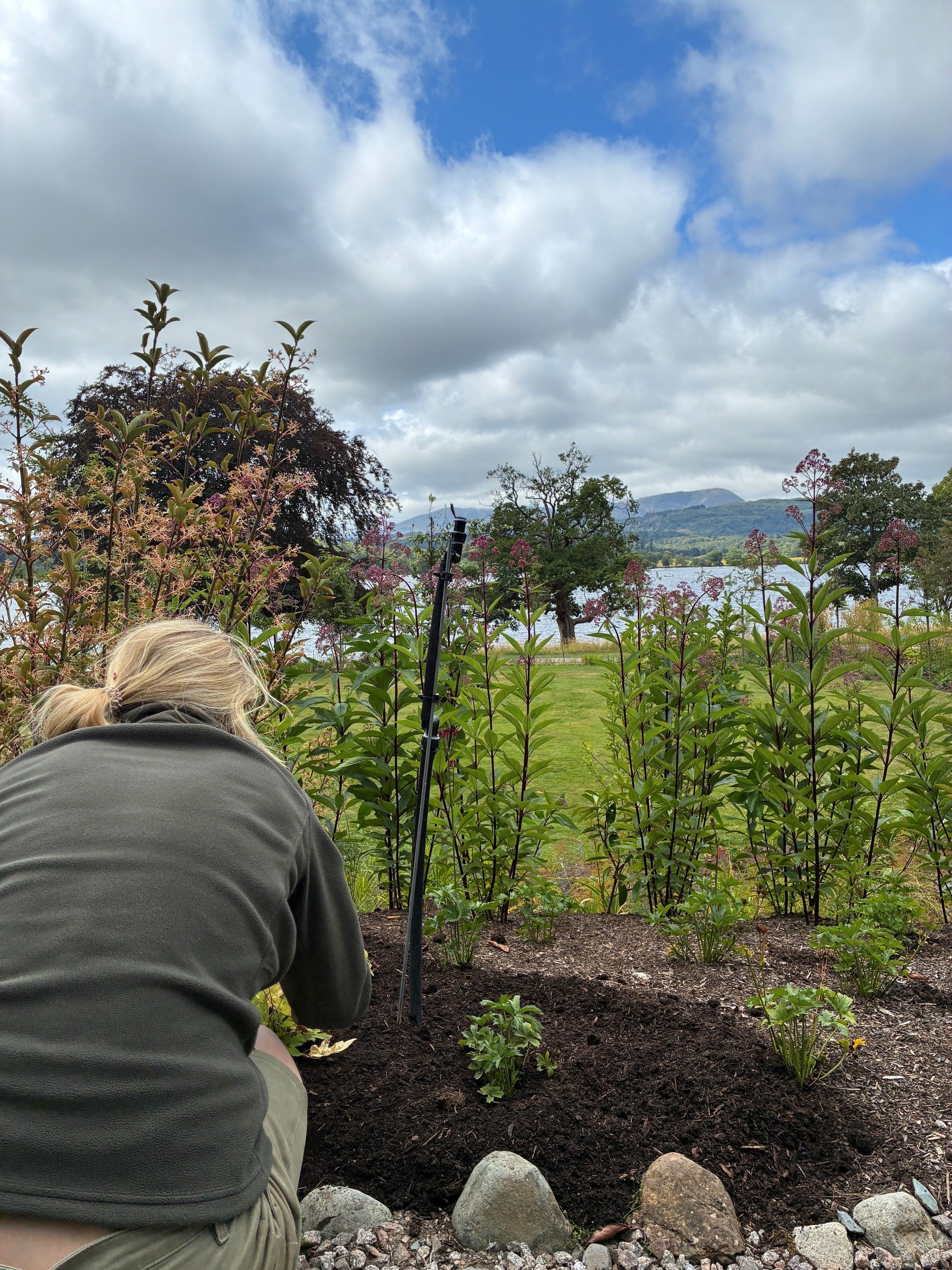 Gardener planting