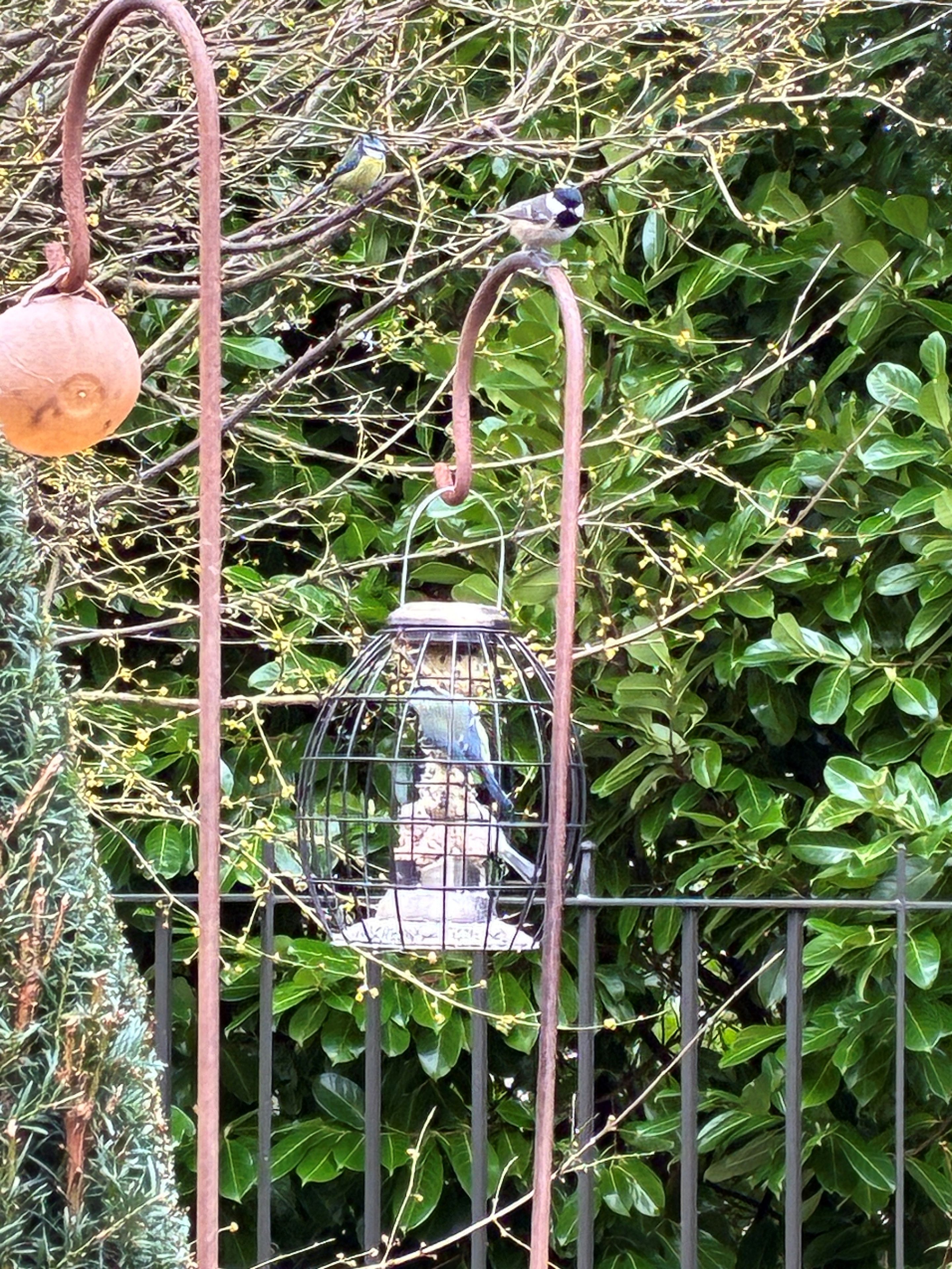 2 birds around bird feeder